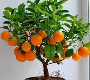 طريقة تقزيم اشجار الفاكهة