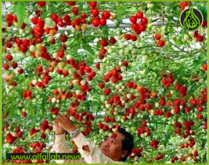 شجرة طماطم تطرح 32 ألف حبة طماطم لكل قطفة