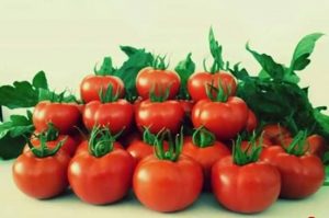 زراعة الطماطم 