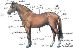 الخيول العربية hourses