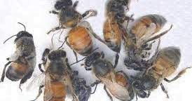  أسباب شلل النحل