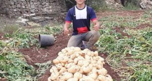 ميعاد زراعة البطاطس