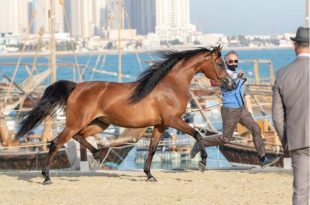 مهرجان كتارا الدولى للخيول العربية