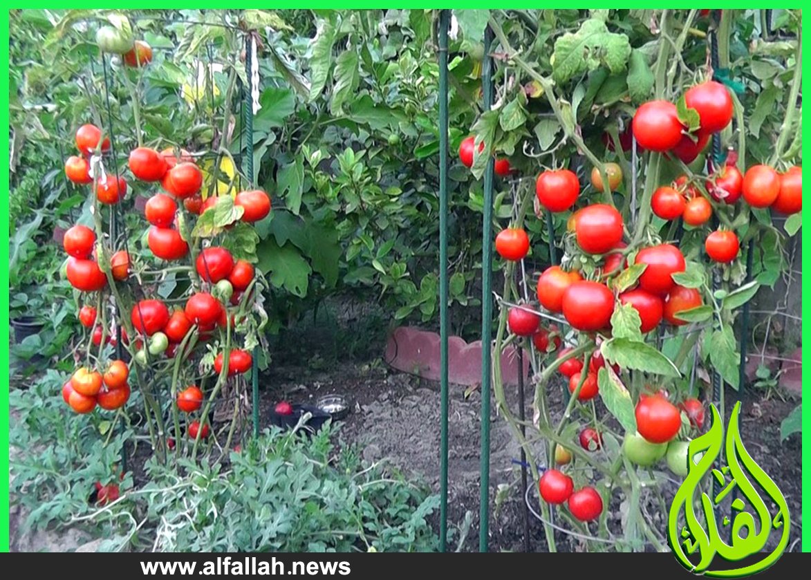  زراعة الطماطم في حديقة المنزلالطماطم اسعار