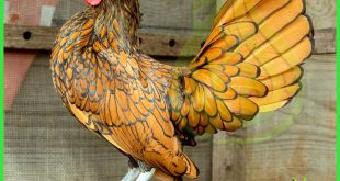 Sebright-Chicken موقع الفلاح-سلالة دجاج سبرايت