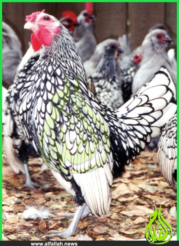 Sebright-Chicken موقع الفلاح-سلالة دجاج سبرايت
