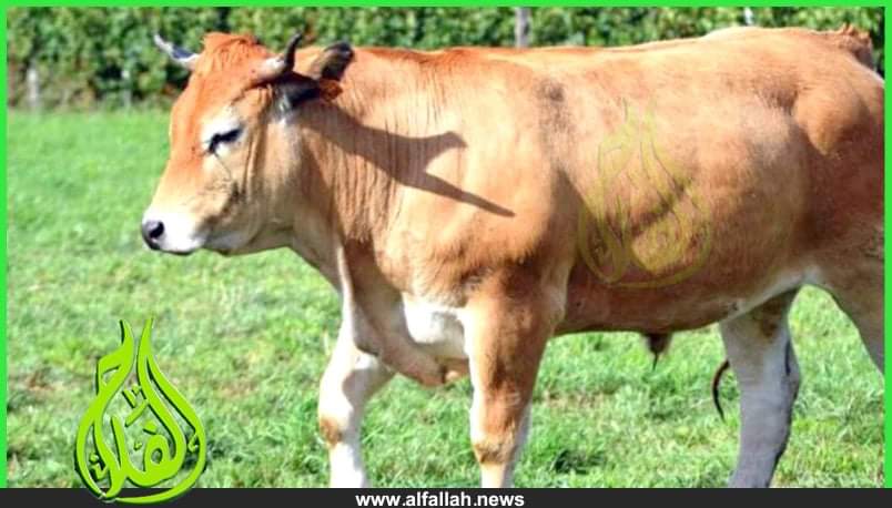 أبقار الأوبراك-
