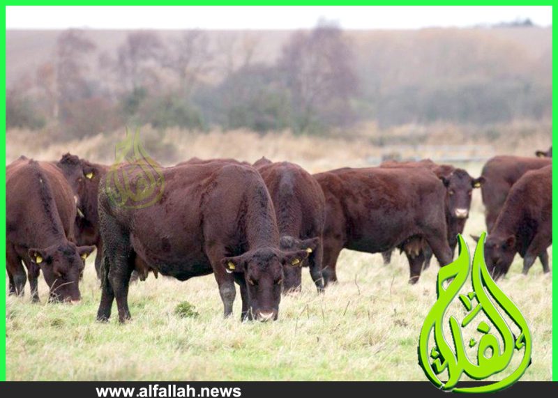 ماشية ساسكس_Sussex Cattle