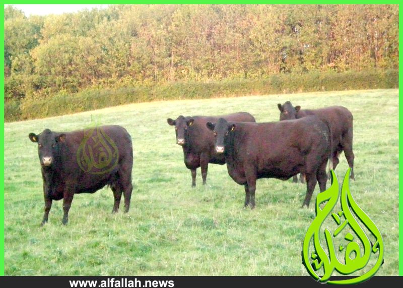 ماشية ساسكس_Sussex Cattle