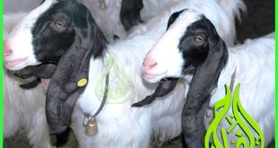 الماعز المالطى Maltese-Goat-موقع الفلاح