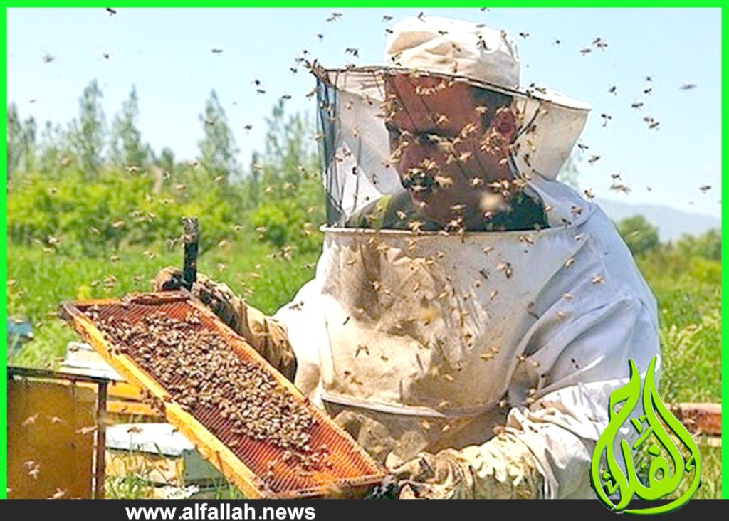 تربية النحل ومستقبل الزراعة فى مصر