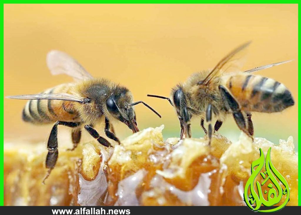 تربية النحل ومستقبل الزراعة فى مصر