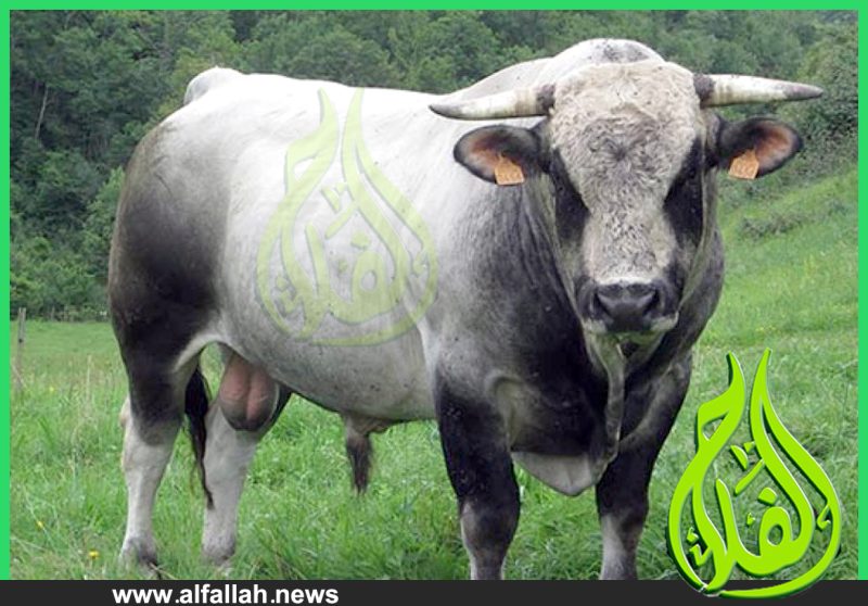 سلالة أبقار الجاسكون-موقع الفلاح