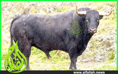 The Spanish Fighting Bull الثور المقاتل الاسباني111