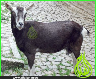 ماعز تورينغن Goat