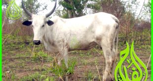 ماشية الفولاني البيضاء