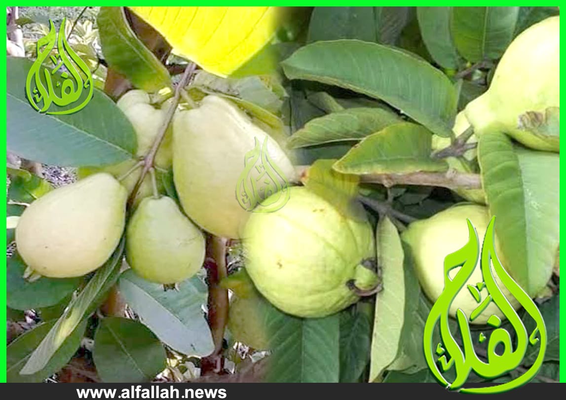 التوصيات الجوافة اشجار