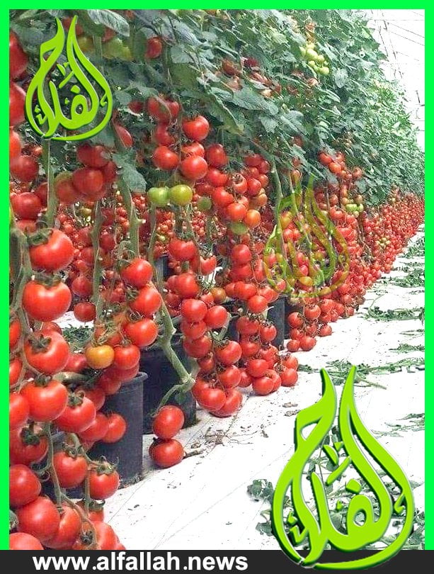 زراعة الطماطم في حديقة المنزل