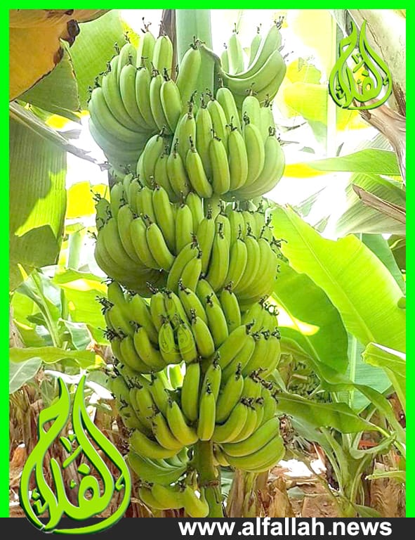 التوصيات اشجار الموز