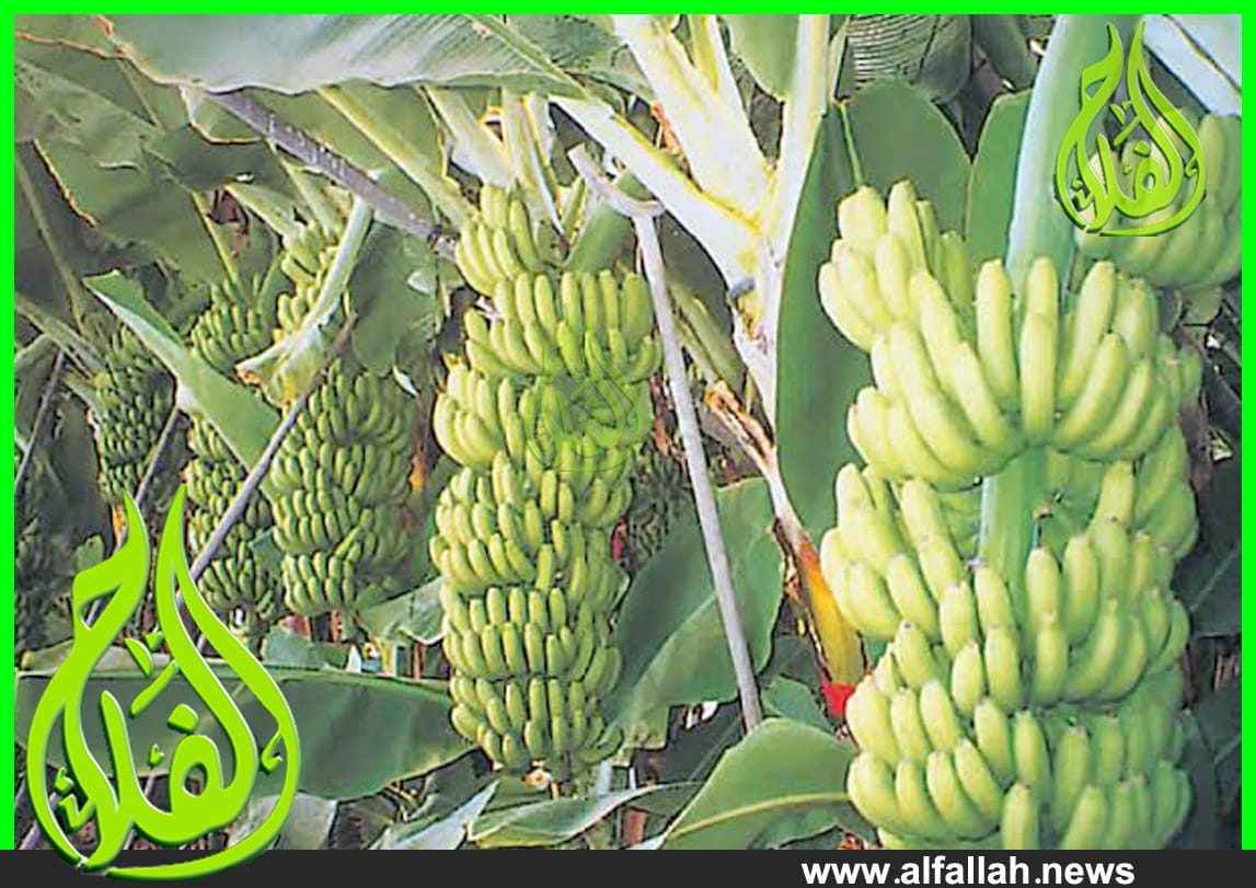 التوصيات اشجار الموز
