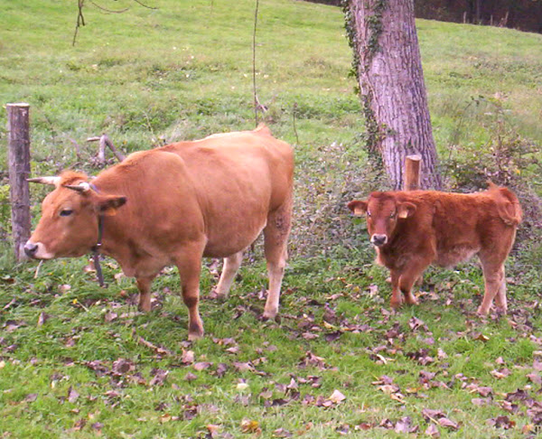 ماشية وادي أستوريان