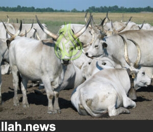 الماشية الرمادية المجرية