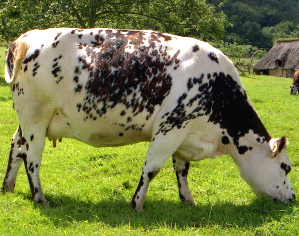 ماشية نورماندي
