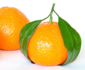 زراعة البرتقال