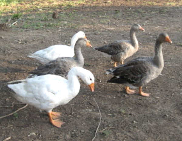 أوزة الحاج Pilgrim Goose