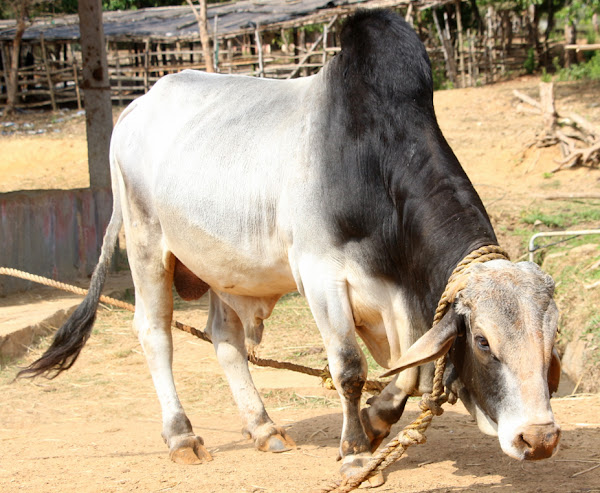 ماشية ثارباركار