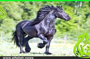 حصان الفريزيان