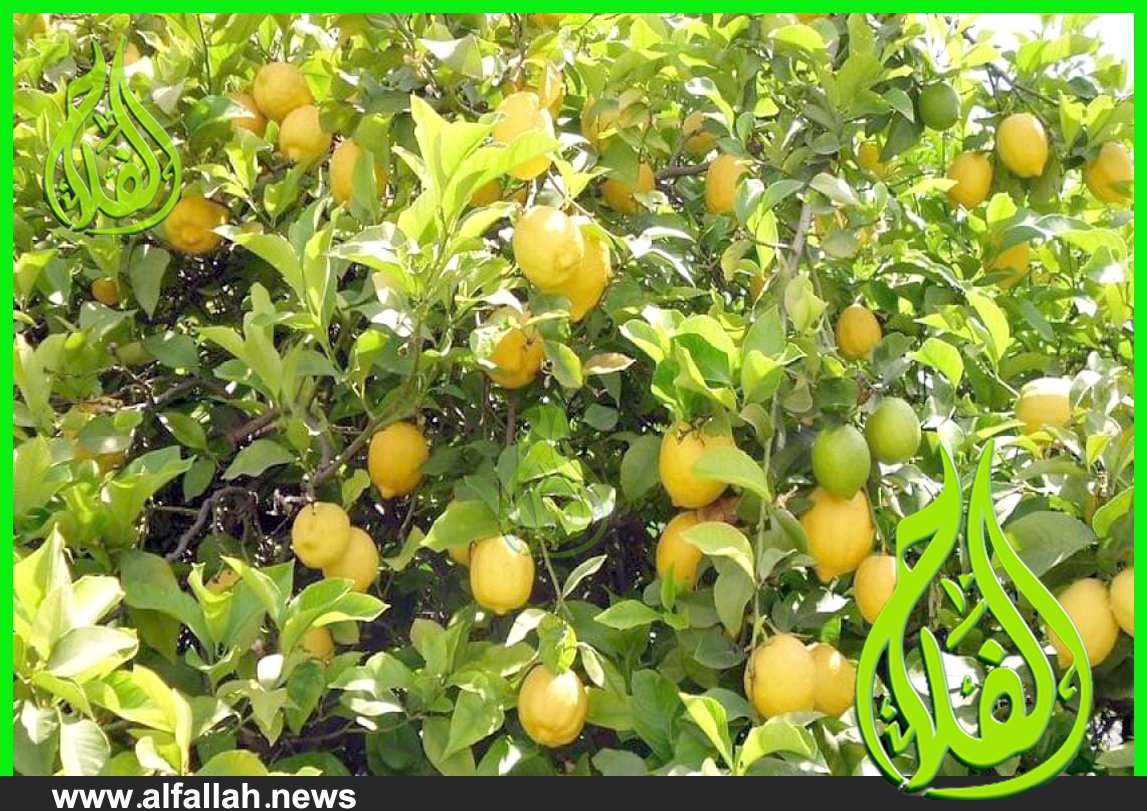 زراعة الليمون