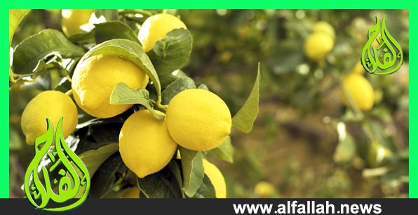 زراعة الليمون