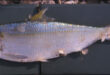 أسماك بونجا شاد