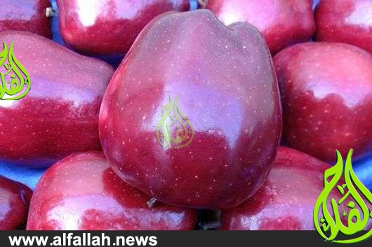 تفاح ريد ديليشوس