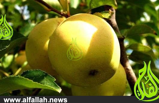 تفاح جولدن ديليشوس