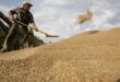 روسيا تخصيص 10 مليارات روبل لدعم إنتاج الحبوب