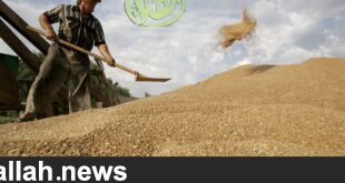 روسيا تخصيص 10 مليارات روبل لدعم إنتاج الحبوب