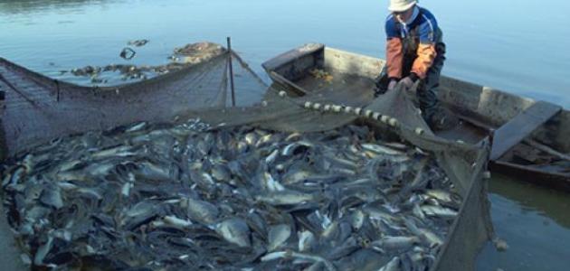 الثروة السمكية بنهر النيل في خطر.. والسبب «الجراد الأمريكى»